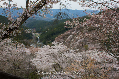 桜 sakura cherryblossoms nara yoshinomountain