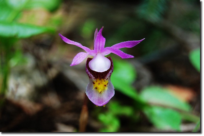 Calypso Orchid(Fairy Slipper)--Wild Basin 7