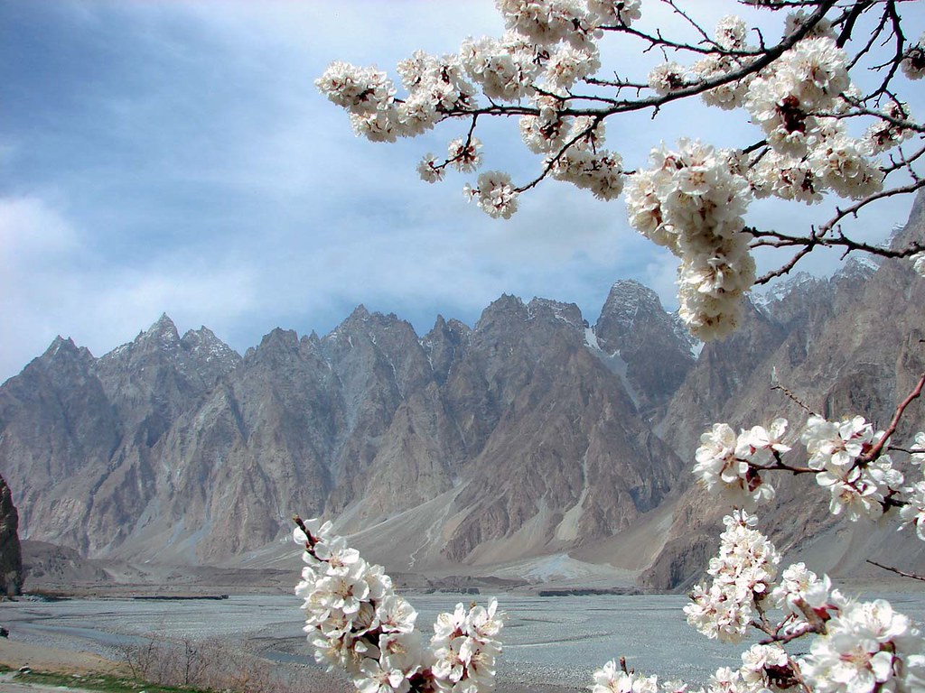 Blossom in Upper Hunza Pakistan