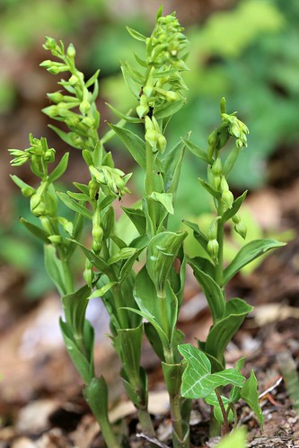 Green-flowered helleborine Epipactis phyllanthe