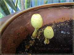 Leucocoprinus birnbaumii (Flowerpot parasol)