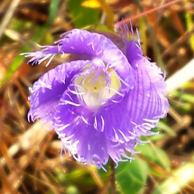autumn photo flora purple native michigan wildflower gentian fringedgentian midlandmichigan chippewanaturecenter fallwildflowers midlandcounty gentianopsiscrinita