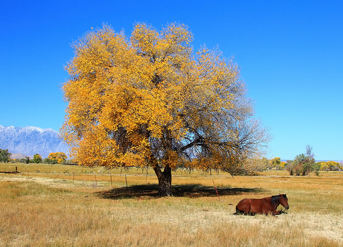 animal horse meadow field easternsierra sierras highway395 tree yellow fall color autumn day clear google getty explore interesting interestingness cs6 photoshop adobe topazlabs adjust denoise infocus clarity leevining mono lundycanyon norcal northerncalifornia california ca usa nature travel landscape canon 60d photo photographersnaturecom photographer picture 2013 october davetoussaint mygearandme