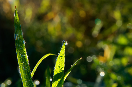 macro grass sunrise dew waterdroplet sonynex5r sel1650mm