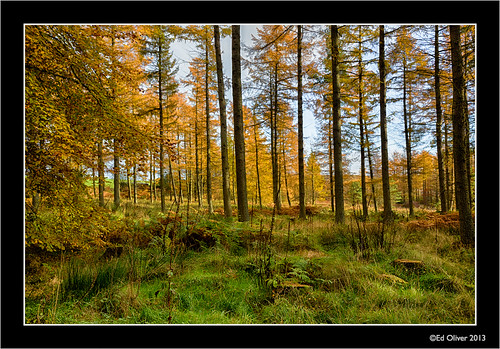 autumn trees woodland landscape northumberland larches hdr canonef24105mmf4lis greattosson hdrefexpro