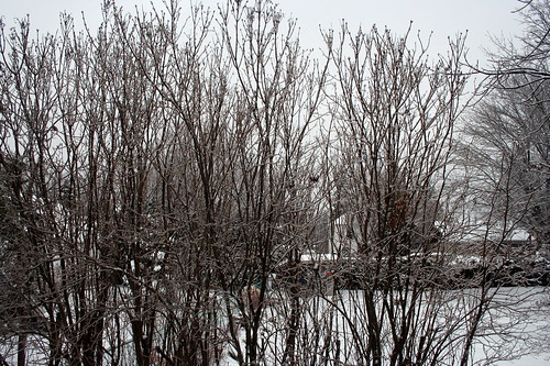 ontario stirling icestorm rime lilacbushes