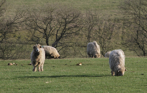 uk england canon sheep farming lincolnshire wolds