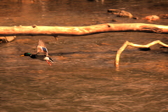 Waterfowl Visiting the Wissahickon