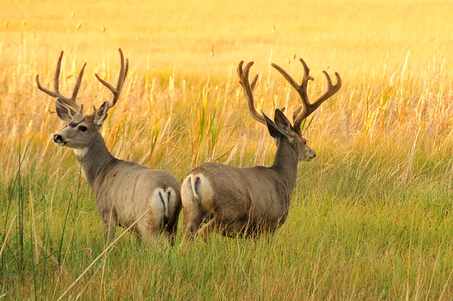 mule deer color range
