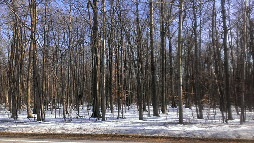 road winter snow rural march spring woods michigan country berlintownship
