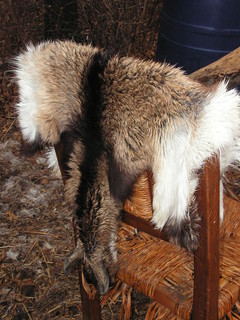 softening fur-on goat hide