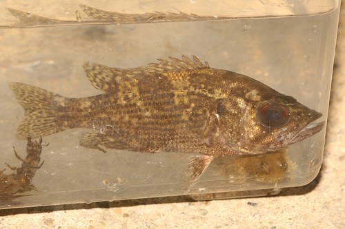ohio usa fish sunfish adamscounty rockbass rupestris centrarchidae ambloplitesrupestris ambloplites sciotobrushcreek