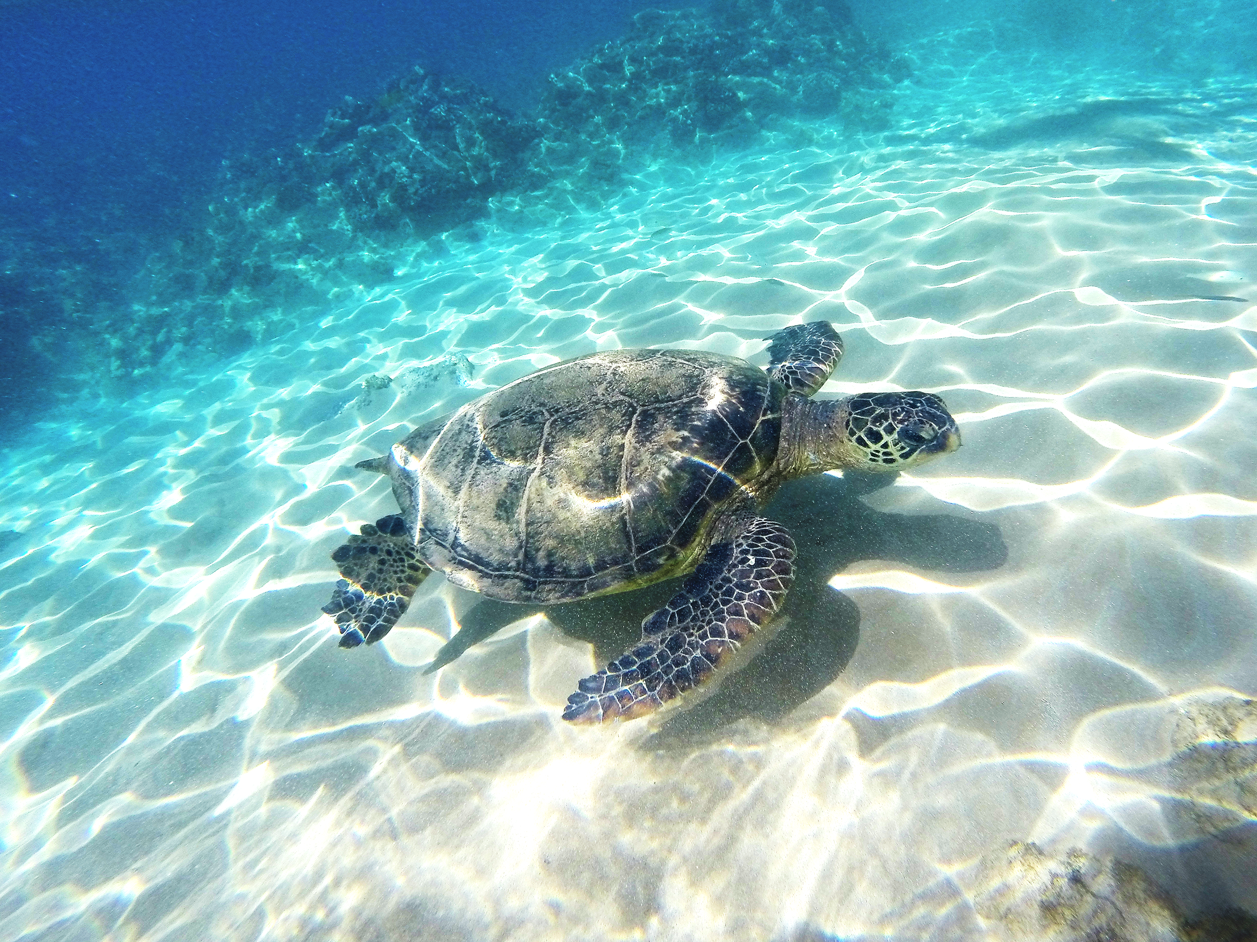sea turtle