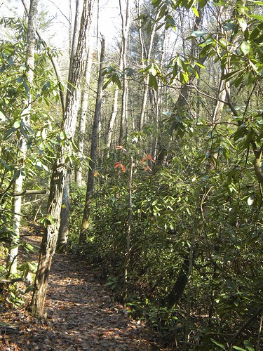 fall westvirginia hikingtrail stateparks wyomingcountywv