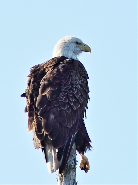 Bald Eagle 0857 adult2 roosting 20140111