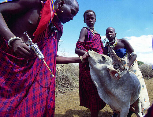 A Maasai man treats a calf with antibiotics