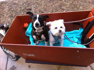 Gino and Bacci in a bakfiets. Photo by Mellissa M.