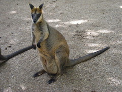 Marsupials Mammals