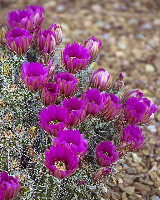 cactus with purple flowers