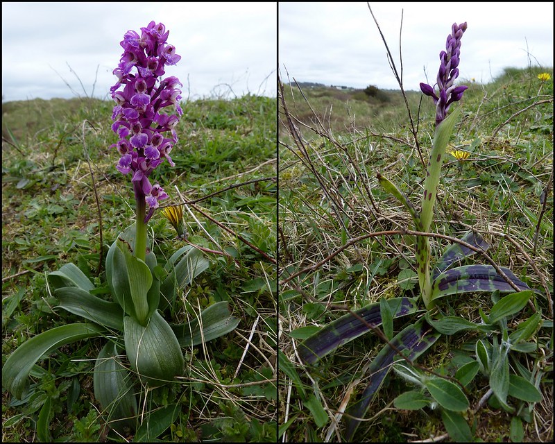 Kenfig Orchids