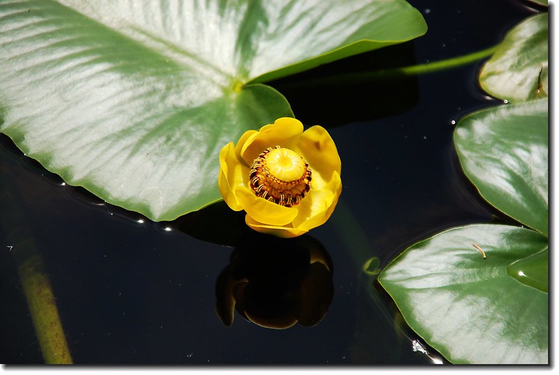 Yellow Pond Lily 4