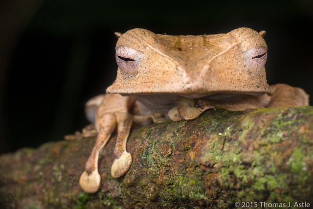 File-eared tree frog (Polypedates otilophus)