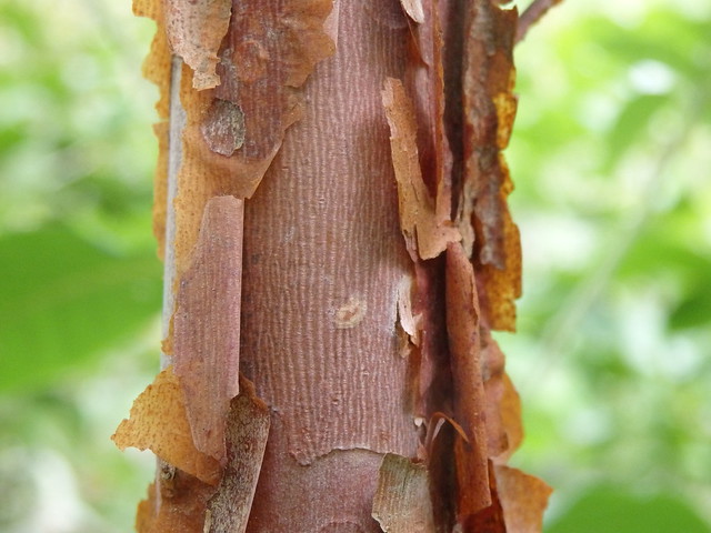 mountain sweet pepperbush cinnamon clethra (Clethra acuminata) Linville Gorge
