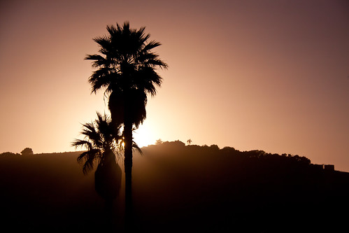 california trees sunset poster forsale silhouettes palm palmtrees posters albumcover bookcover centralcoast slo bookcovers avila albumcovers avilabeach sanluisobispocounty challengewinners friendlychallenges thechallengefactory chrisgoldny chrisgoldberg chrisgold chrisgoldphoto chrisgoldphotos