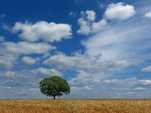 summer tree clouds cornfield day pwpartlycloudy