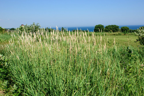 ontario field grass lakeontario clarington