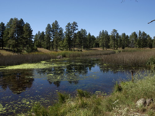arizona geotagged meadows whitemountains springs wetlands bigsprings pinetop riparian pinetoplakeside pinetoparizona bigspringsenvironmentalstudyarea earthnaturelife geo:lat=34137677548809535 geo:lon=10996862635016441