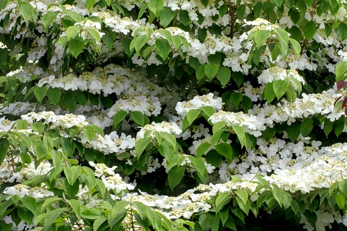 china flowers white japan var viburnum layered tomentosum plicatum