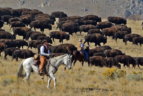 buffalo antelopeisland bison d7100