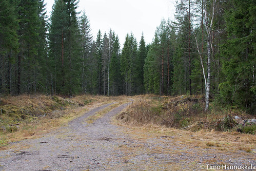road autumn nature forest finland nikon fi recreation orivesi pirkanmaa d7100