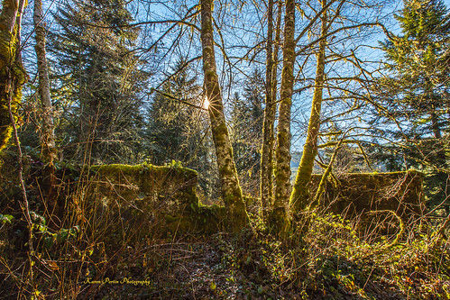 trees abandoned moss ruins ferns sunstar piercecounty melmontwa melmontschool