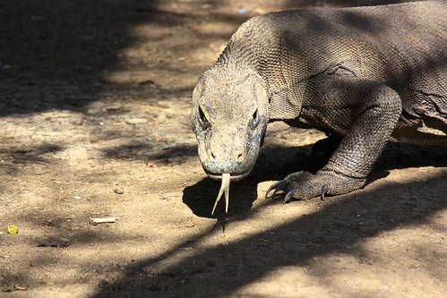 look at that Komodo dragon tongue and those claws!