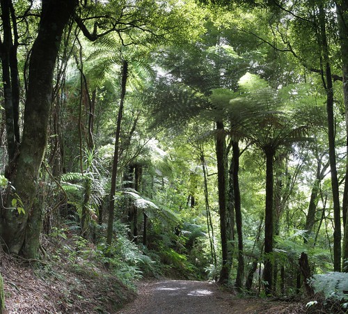newzealand autostitch mountain fence conservation waikato proof predator sanctuary maungatautari {vision}:{outdoor}=0986 {vision}:{plant}=0953