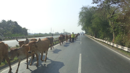 india gujarat rural ruralindia cow cows street streets road asia