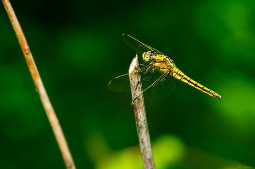 macro dragonfly sony tamron libelle 70200 70200mm libellulidae blacktailedskimmer orthetrumcancellatum a700 segellibelle groserblaupfeil groslibelle