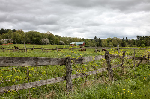 park horses nature rural fence outside spring scenery outdoor newengland newhampshire dramatic overcast whitemountains nh hdr filtered landscaoe 2013