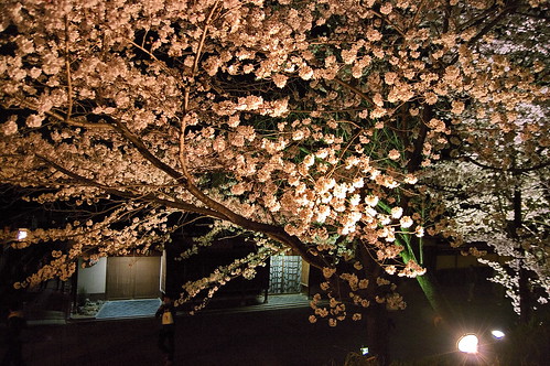 【写真】2013 桜 : 高台寺（２）/2020-11-07/IMGP9339