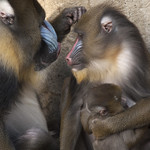 Mandrill family - Artis Royal Zoo