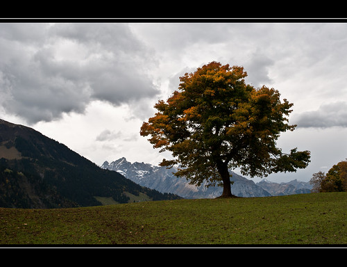 autumn tree clouds schweiz switzerland colours svizzera uri
