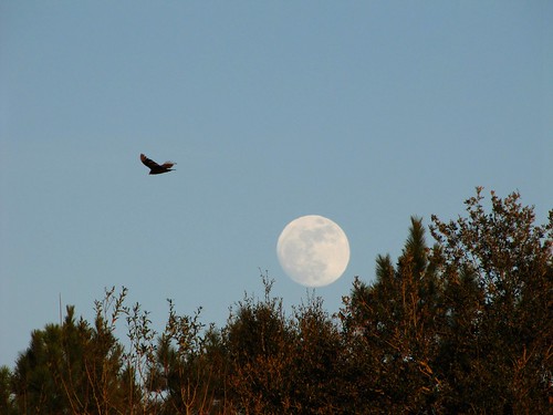 sky birds florida dusk wildlife fullmoon perry raptors hawks