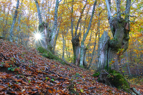 santa españa fall hoja galicia bosque otoño lugo eufemia caida souto courel caurel castiñeiro castiñero