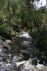 Beedelup NP, Western Australia