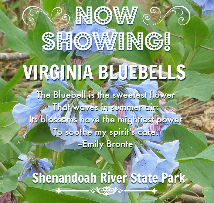 Come out and see the Virginia Bluebells at Shenandoah River State Park