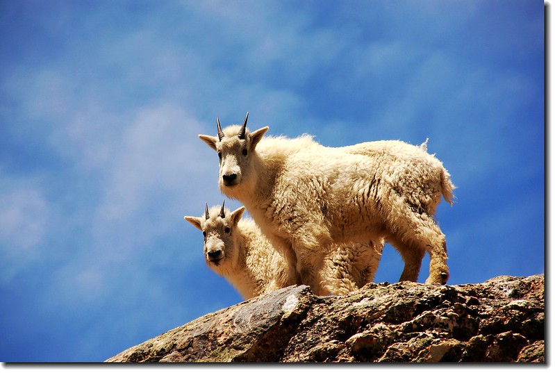 Mountain goats 3