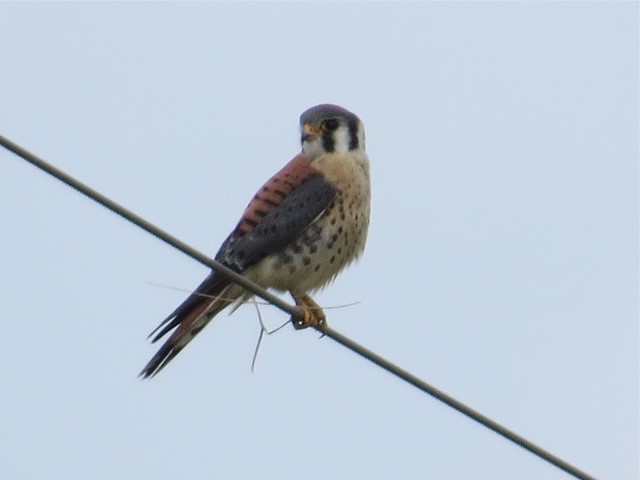 American Kestrel at Evergreen Lake in McLean County, IL