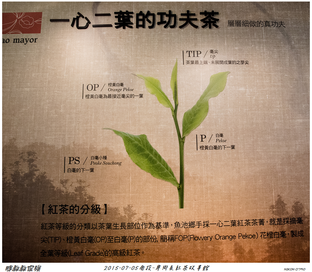 2015-07-05南投-廖鄉長紅茶故事館-21.jpg